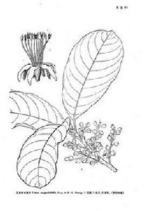 玉蘭葉木姜子 玉蘭葉木姜子