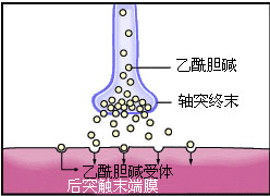 有機磷中毒作用機制