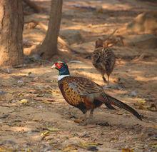 野雞[學名phasianidae雉科]