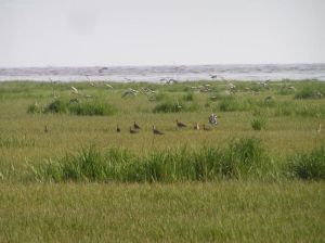 崇明東灘自然保護區