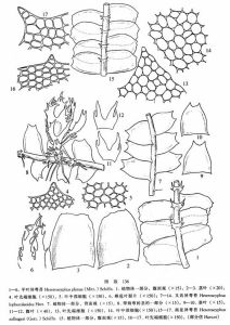 南亞異萼苔 南亞異萼苔