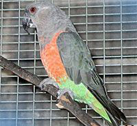 紅腹鸚鵡