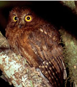 馬島角鴞 馬島角鴞