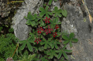 紫花山莓草 紫花山莓草