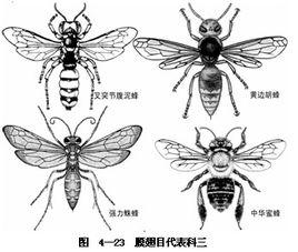 白蠟吉丁柄腹繭蜂 白蠟吉丁柄腹繭蜂