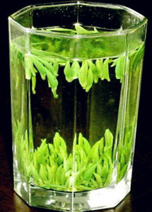 銅陵野雀舌茶 銅陵野雀舌茶