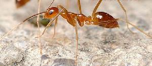 （圖）細足捷蟻