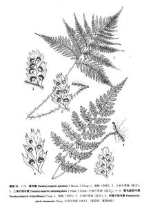 三角葉假冷蕨 三角葉假冷蕨