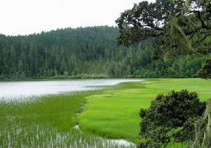目前納帕海湖濱沼澤面積已占湖泊總面積的47％