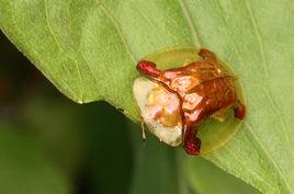 金梳龜甲 金梳龜甲