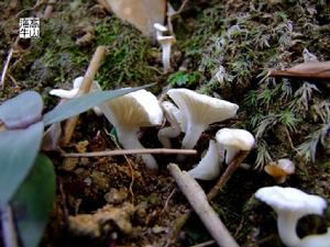 芳香杯傘 芳香杯傘