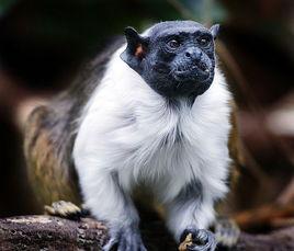 黑白檉柳猴 黑白檉柳猴