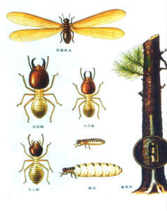 黃翅大白蟻 黃翅大白蟻