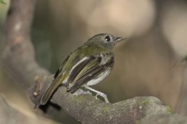 紅侏霸鶲 紅侏霸鶲