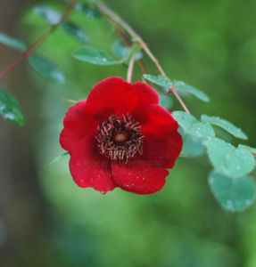 華西薔薇 華西薔薇