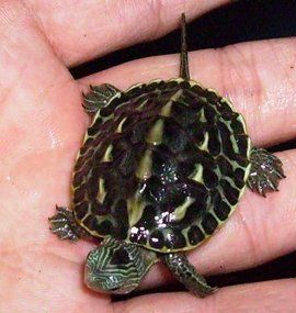 中華花龜 中華花龜