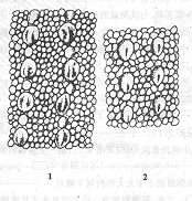 （圖）墨脫裸趾虎