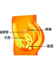 宮頸舉痛 宮頸舉痛