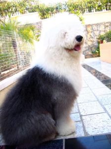 Old English Sheepdog