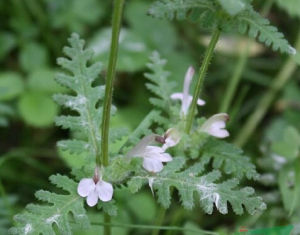 灰色馬先蒿 灰色馬先蒿