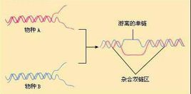 DNA分子雜交 DNA分子雜交