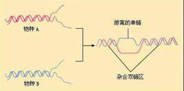 DNA分子雜交