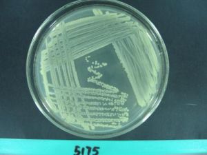 培養物保藏 培養物保藏