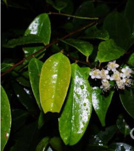 腺點風毛菊 腺點風毛菊