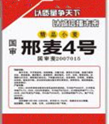 邢麥4號 邢麥4號