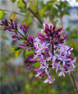 丁香[唇形目－木犀科－丁香屬下植物統稱]