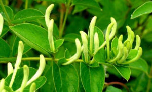 亮葉越桔 亮葉越桔