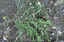 短萼雞眼草 短萼雞眼草