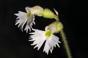 中華叉柱蘭 中華叉柱蘭