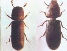 鞘翅目長蠹科 鞘翅目長蠹科