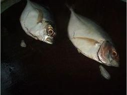 擬瓣魚虱屬 擬瓣魚虱屬