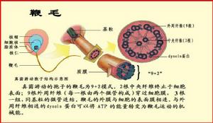 9+2型鞭毛結構 9+2型鞭毛結構