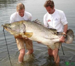 尼羅河鱸 尼羅河鱸