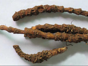 白牛尾七 白牛尾七