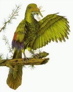 始祖鳥[已滅絕的羽毛恐龍]