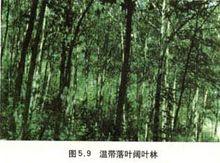 溫帶落葉闊葉景觀