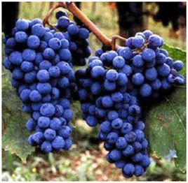 大桑嬌維塞 大桑嬌維塞