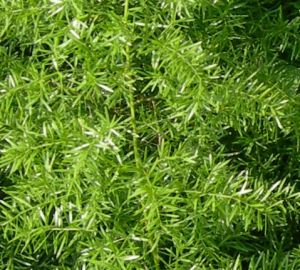 活血潤燥生津飲 活血潤燥生津飲