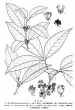 毛單葉吳萸 毛單葉吳萸