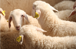 呂蒙湖羊 呂蒙湖羊