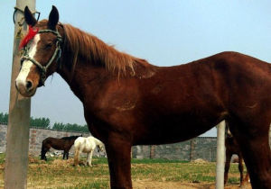 河南輕挽馬 河南輕挽馬