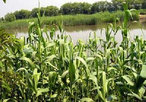 沙家浜生態濕地公園