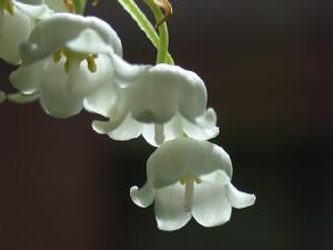 山谷百合[植物]