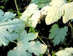 葫蘆白粉病 葫蘆白粉病