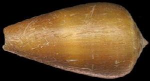 玳瑁芋螺 玳瑁芋螺