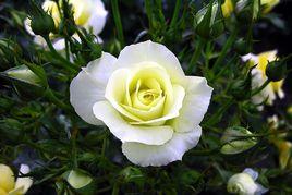 薔薇科植物 薔薇科植物